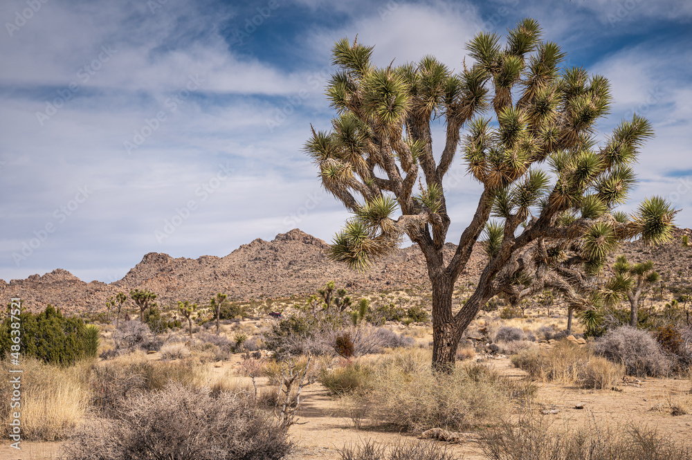 Joshua Tree National Park, CA, USA - January 31, 2022: Tall and broad Joshua tree on dry sandy desert floor with bushes under blue cloudscape and stone-mountain range on horizon.