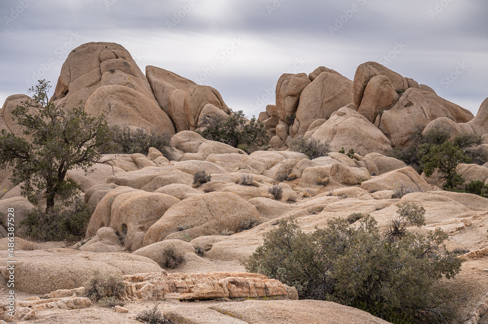 Joshua Tree National Park, CA, USA - January 31, 2022: Landscape with beige rocky desert floor and group of bouders under gray cloudscape and green bushes growing in crevasses Joshua Tree National Park, CA, USA - January 31, 2022: Landscape with beige rocky desert floor and group of bouders under gray cloudscape and green bushes growing in crevasses