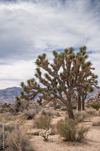 Joshua Tree National Park, CA, USA - January 31, 2022: Portrait of group of Joshua trees on dry sandy desert floor under blue cloudscape with hills on horizon. Cholla cactusi and bushes.