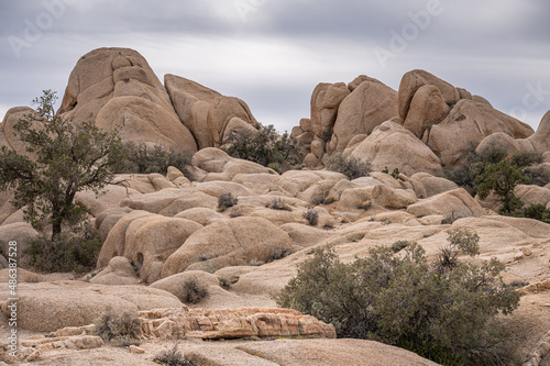 Joshua Tree National Park, CA, USA - January 31, 2022: Landscape with beige rocky desert floor and group of bouders under gray cloudscape and green bushes growing in crevasses