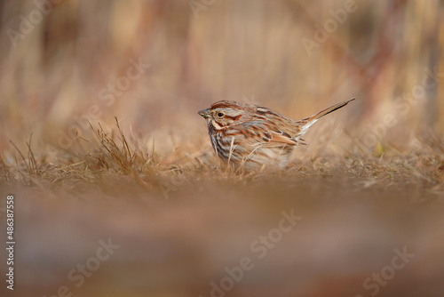 Winter Sparrow all puffed up on dry grass photo