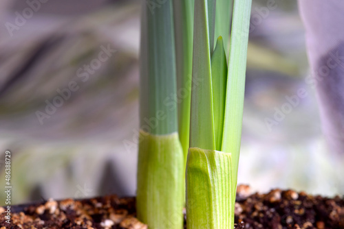 Daffodil Green Stem Abstract 03