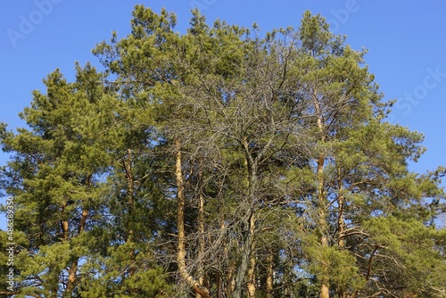 the tops of green pine trees in the summer forest against the blue sky