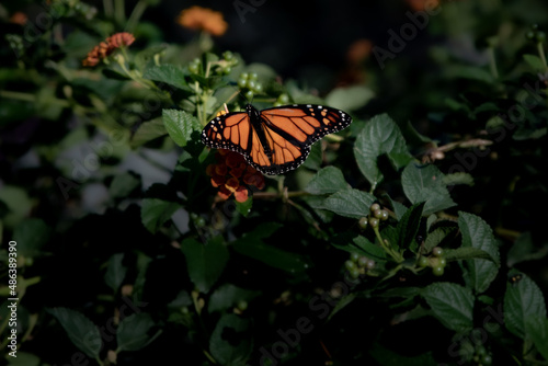 Wallpaper Mural butterfly on flower Torontodigital.ca