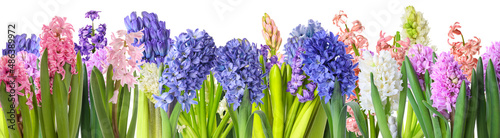 Beautiful hyacinth flowers on white background