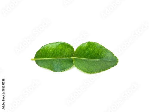 Fresh organic kaffir lime leaves without chemicals, green leaves, placed on a white background.