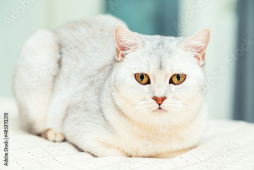  British shorthair silver cat in a home interior.