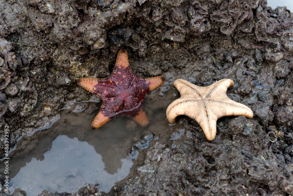 Two starfishes in saltwater pond Two starfishes in saltwater pond