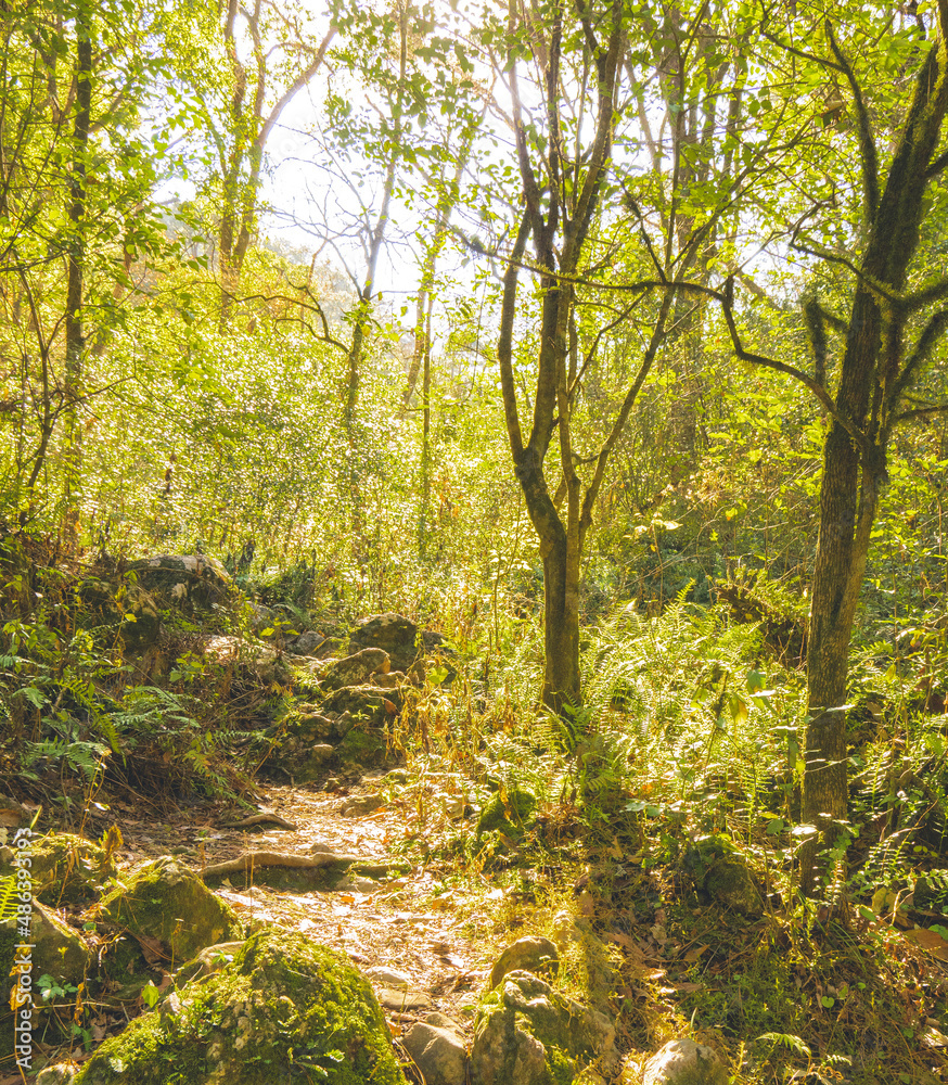 Fototapeta premium path in the forest