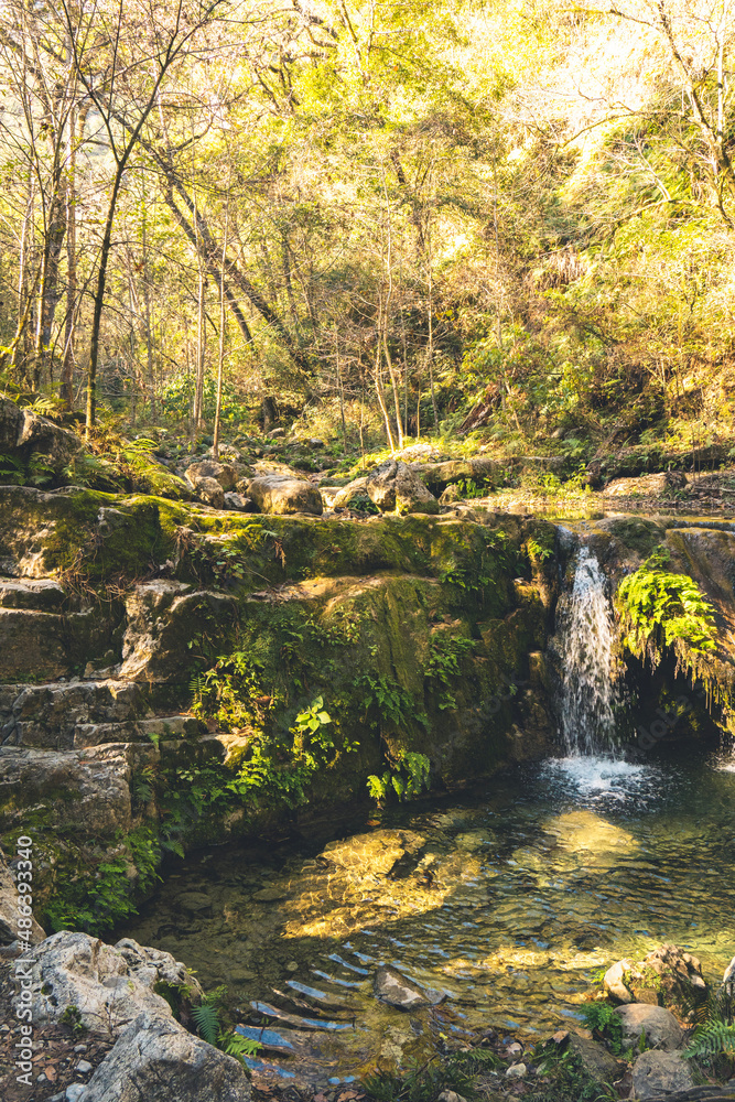 Obraz premium moss valley