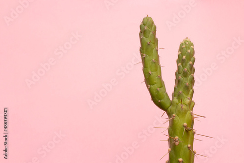 Cactus, fondo rosa. 