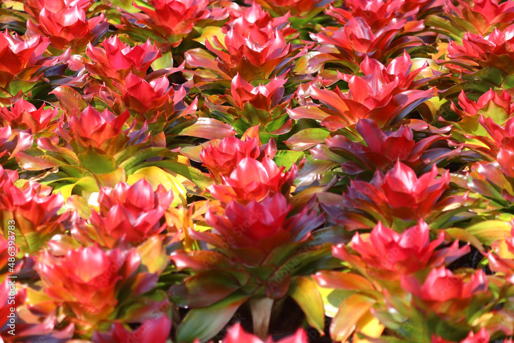 bromeliad guzmania magnifica flower in garden bromeliad guzmania magnifica flower in garden