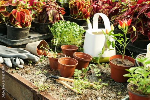 Pots with plants and gardening tools in greenhouse