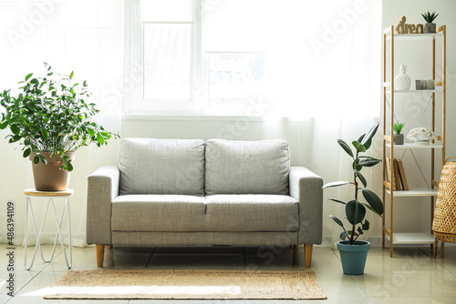 Interior of light living room with shelving unit  sofa and houseplants