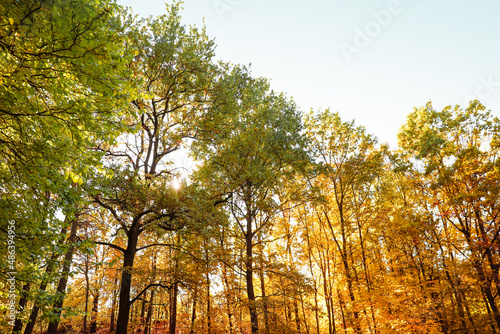 Autumn trees on blue sky ba...
