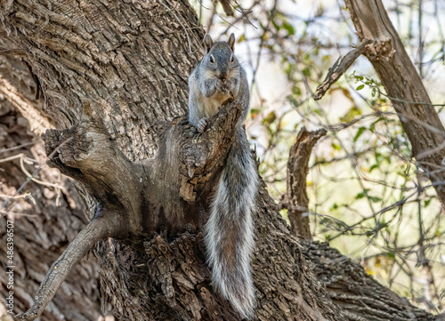 A furry-tailed Arizona Grey Squirrel munching on a seed pod.  photo