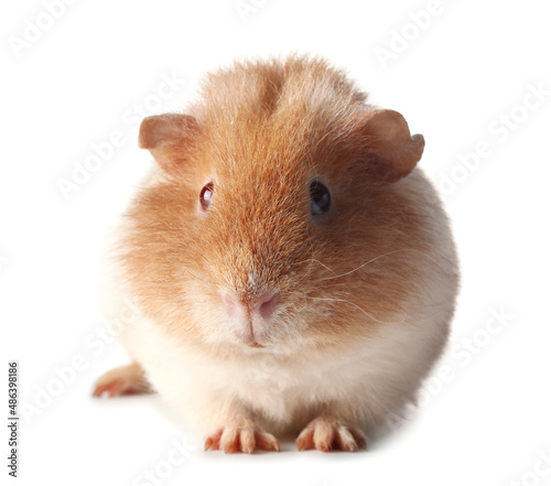 Funny Guinea pig on white b...