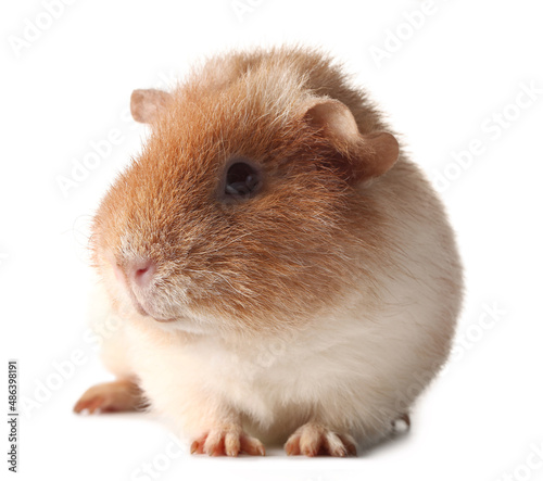 Funny Guinea pig on white background