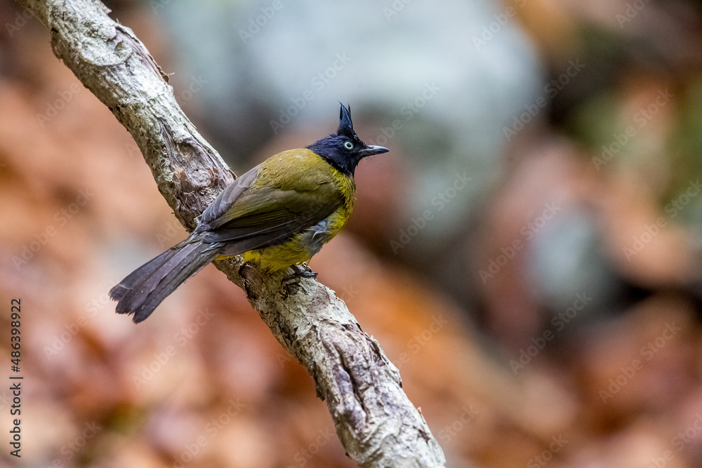 Fototapeta premium bird resting on tree in the forest. colorful natural background.