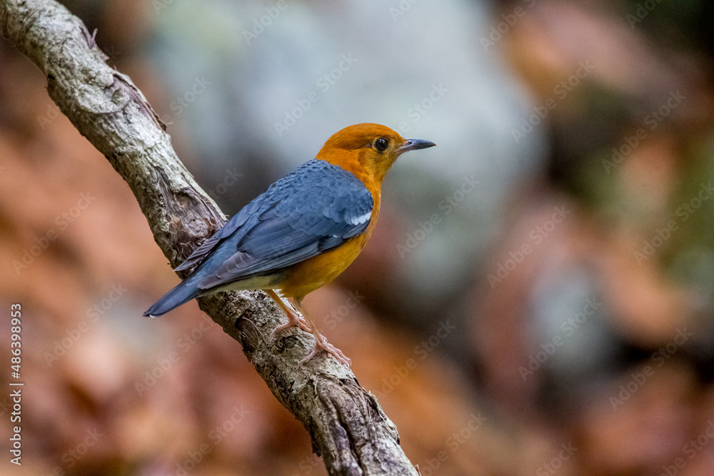 bird resting on tree in the forest.
colorful natural background.