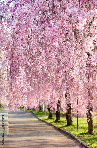 喜多方　日中線　しだれ桜並木	