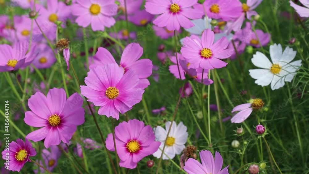 Fresh cosmos flowers blooming in garden and bee drinking nectar on background , macro light wind Fresh cosmos flowers blooming in garden and bee drinking nectar on background , macro light wind
