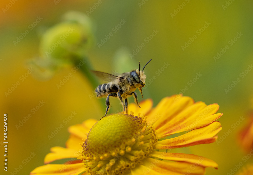 Native bee taking flight from orange sneezeweed flower (Megachile) Native bee taking flight from orange sneezeweed flower (Megachile)