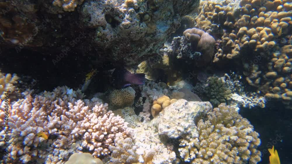 Diving. Tropical fish and coral reef. Underwater life in the ocean Diving. Tropical fish and coral reef. Underwater life in the ocean
