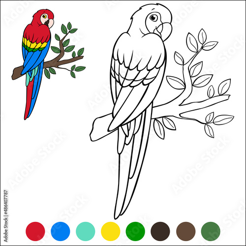 Coloring page birds. Cute parrot red macaw sits on the branch and smiles.