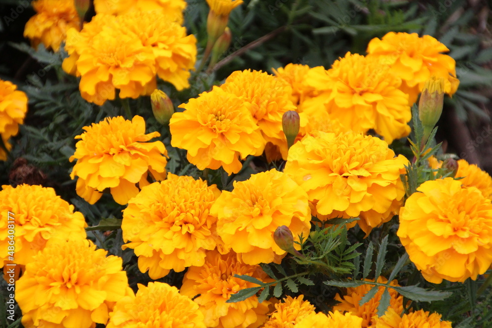 Gold In The Garden