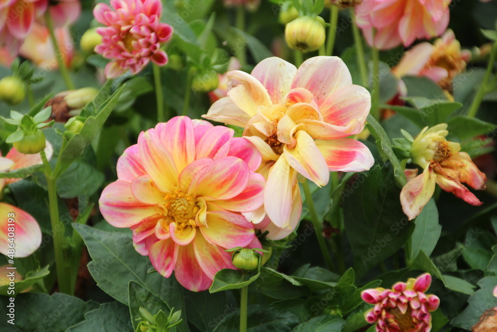 dahlia in bloom dahlia in bloom