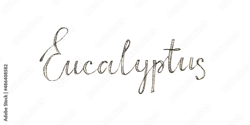 Hand-drawn lettering word Eucalyptus isolated on white background. Grey pencil calligraphy for book sketchbook florist. Graphic about botanical green plant medicinal herb. Clipart for sticker card Hand-drawn lettering word Eucalyptus isolated on white background. Grey pencil calligraphy for book sketchbook florist. Graphic about botanical green plant medicinal herb. Clipart for sticker card