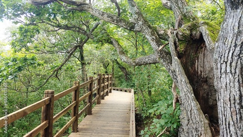 A hiking trail made of wood that climbs the mountain.