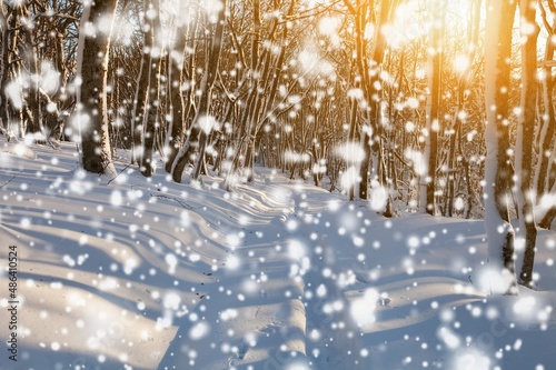 Fantasy Winter landscape  snowy forest and sun. The untouched snow sparkles.