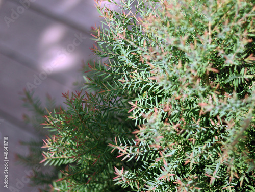Rosemary in garden, fragrant evergreen herbs, use as a culinary condiment, to make perfumes, for health benefits. Rosemary is a member of the mint family Lamiaceae. Selective focus blurred background.
