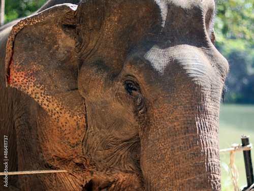 Close up Asian Elephant crying and sad for homesick in the zoo, tear in eyes with clearly texture skin elephant. Safe elephant from animal abuse and Conserving Thai Elephants concept, selective focus.