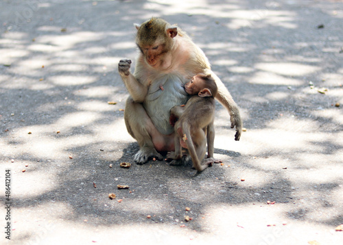 Adult monkey brown and little monkey are enjoy eating food on stone ground in the zoo, selective focus and blurred background has copy space. Animal and wildlife concept background. Asian animal zone.