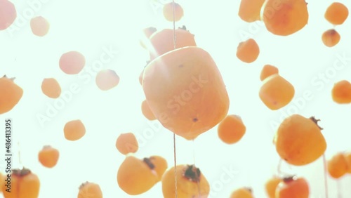Tracking motion rows of Persimmons hang drying, sunbeams through beautiful orange persimmon photo