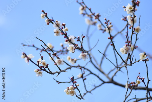 Early blooming Japanese apricot blossoms are in full bloom. 