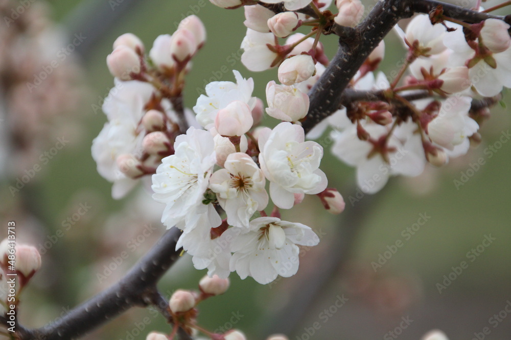 blossom in spring, U of A Botanic Gardens, Devon, Alberta blossom in spring, U of A Botanic Gardens, Devon, Alberta