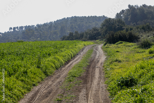 The road on the field of dandelions, leaving in the blue sky. High quality photo