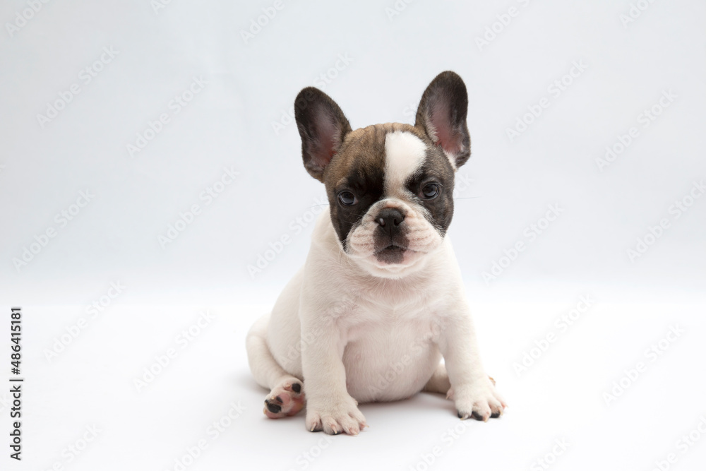 French bulldog in front of a white background French bulldog in front of a white background