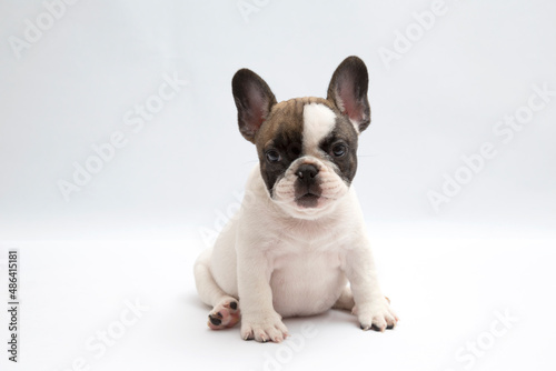 French bulldog in front of a white background	