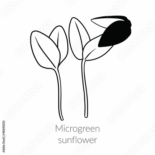 Young microgreen sunflower sprouts, sunflower microgreen growing, young green leaves, healthy lifestyle concept, vegan healthy food. Vector line graphics on a white background, line art, one line.