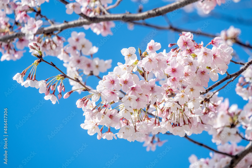 Beautiful sakura flower (cherry blossom) in spring. sakura tree flower on blue sky
Beautiful sakura flower (cherry blossom) in spring. sakura tree flower on blue sky