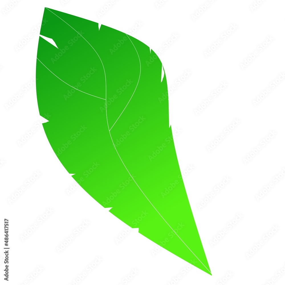 green leaf isolated on white
