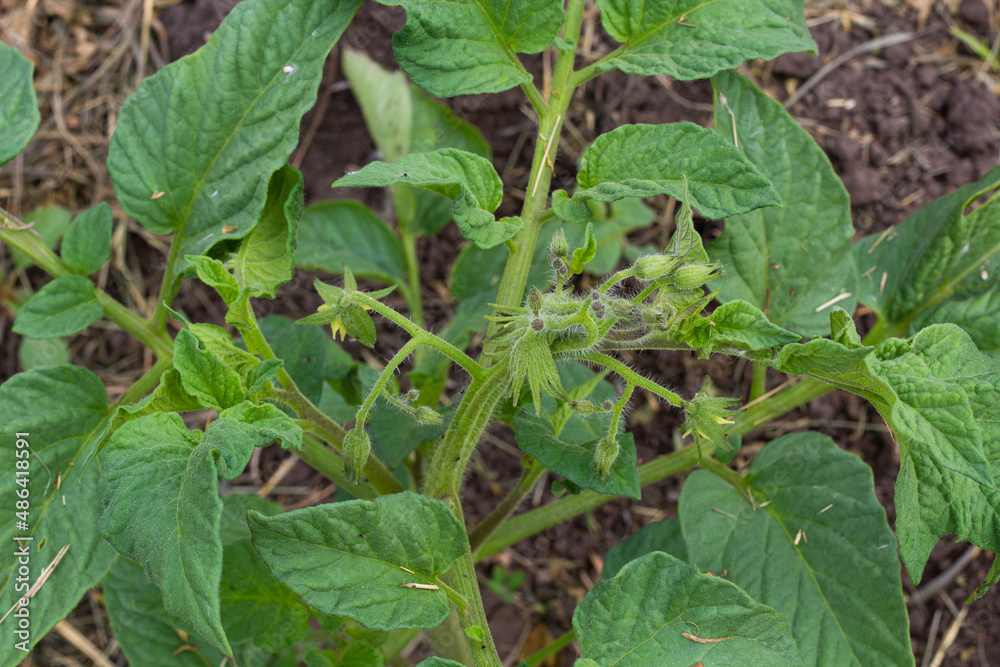 Inflorescence of tomatoes. Unusual shape. On the garden bed. Close-up. High quality photo. copy space. Inflorescence of tomatoes. Unusual shape. On the garden bed. Close-up. High quality photo. copy space.