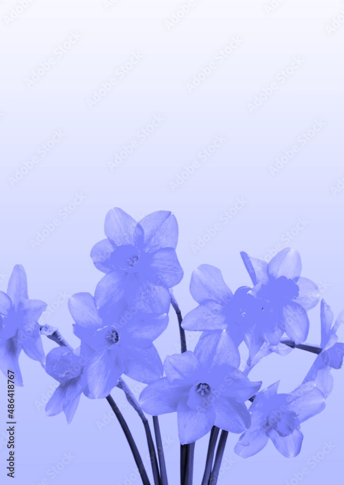 Obraz premium Delicate colored flowers. Floral background. Color of the year 2022 Very Peri.