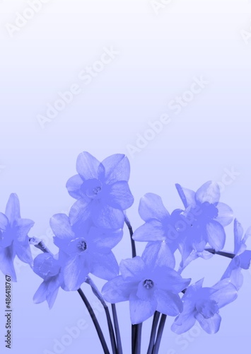 Delicate colored flowers. Floral background. Color of the year 2022 Very Peri.