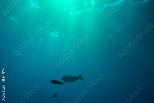 海中水中の魚光りが差す水面エメラルドブルーの背景テクスチャ © miki